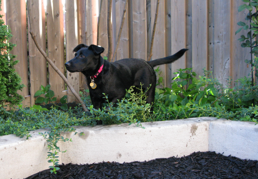 Penny wearing her new raspberry collar in her foster's back garden.