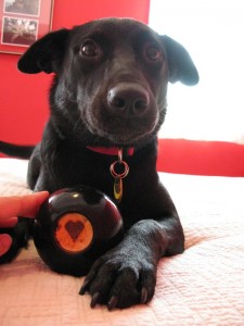 Penny making happy sounds, about to enjoy a stuffed Kong.